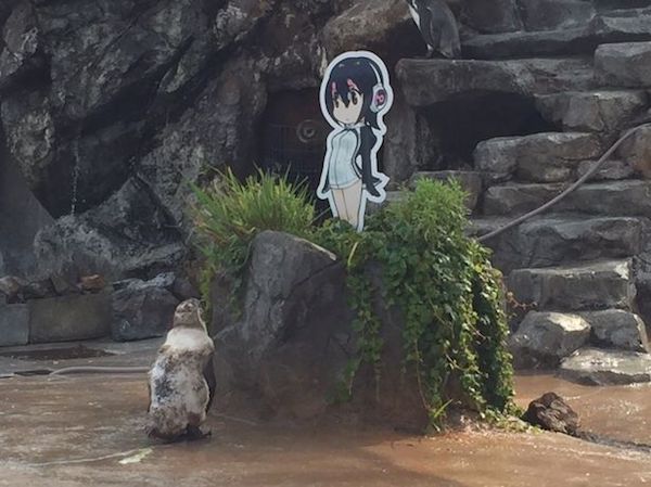 Anime Loving Penguin Passes Away In Japan - Oddee