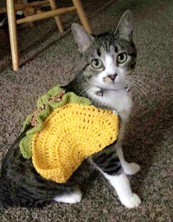 13 Awesome Homemade Halloween Pet Costumes - pets, costumes, halloween ...