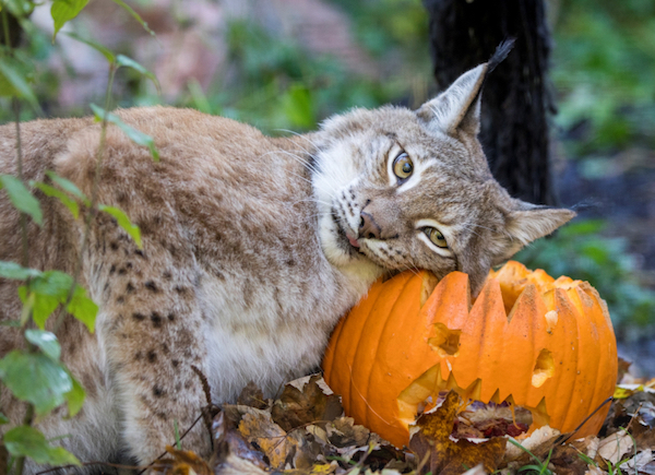 10 Zoo Animals Enjoying Halloween Pumpkins - Oddee