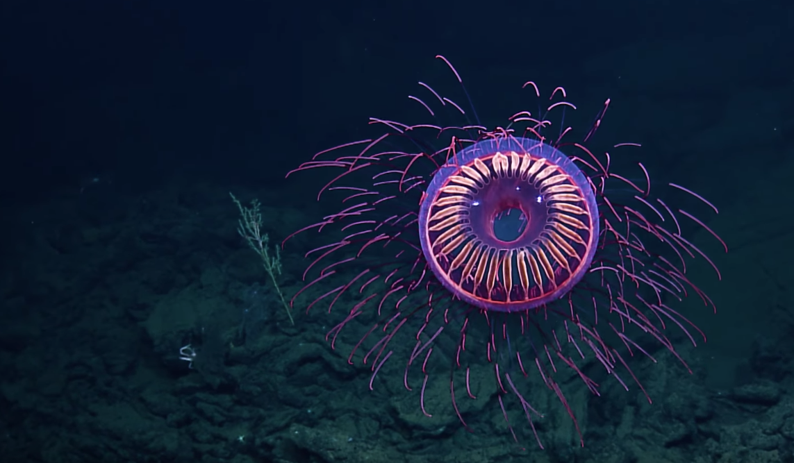 Rare Jellyfish Found 4,000 Feet Deep Looks Like Underwater Fireworks ...