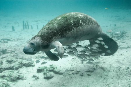 米国の州で最も涼しい動物のうち10頭