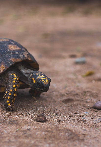 Tortoise Found After Being Thought Lost For 30 Years - Oddee