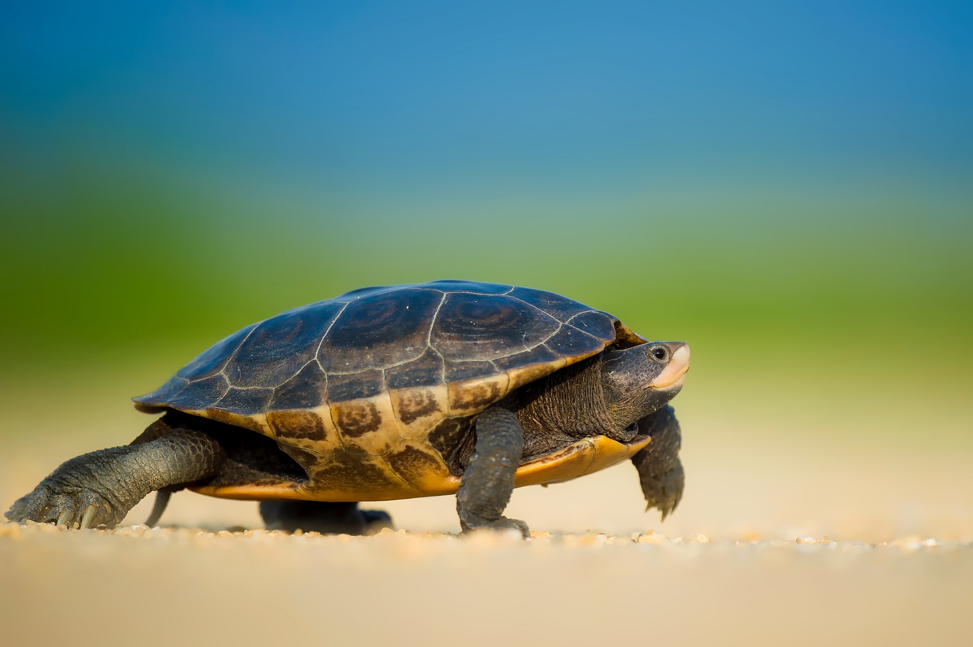 A Turtle Smashes Through A Woman’s Windshield As She Drives Down The ...