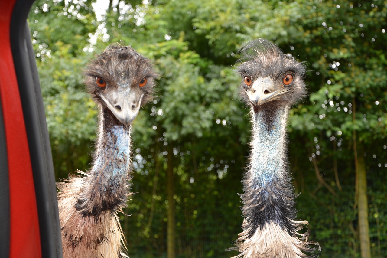 australian-pub-bans-smelly-and-misbehaving-emu-couple-oddee