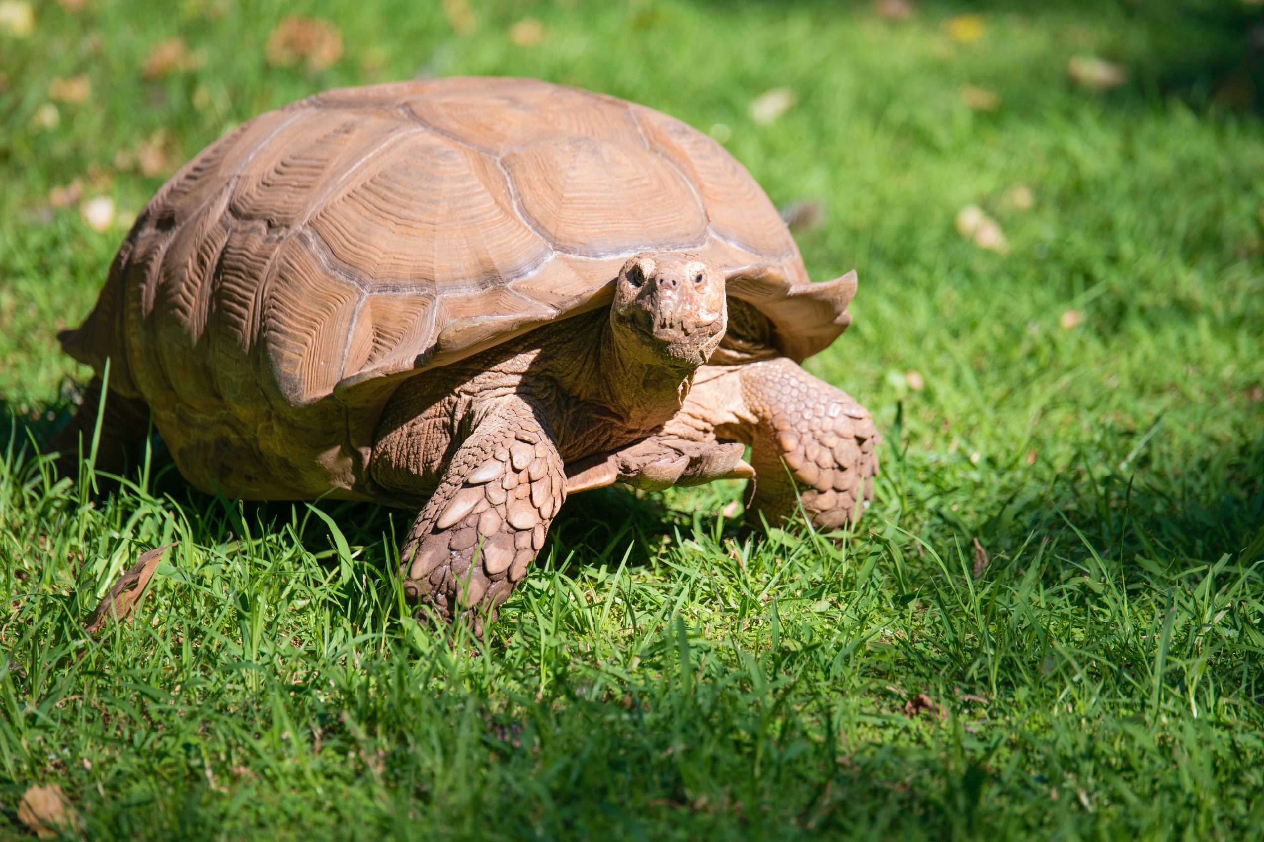 Tortoise Escapes From Home, Makes it an Eighth of a Mile in 74 Days - Oddee