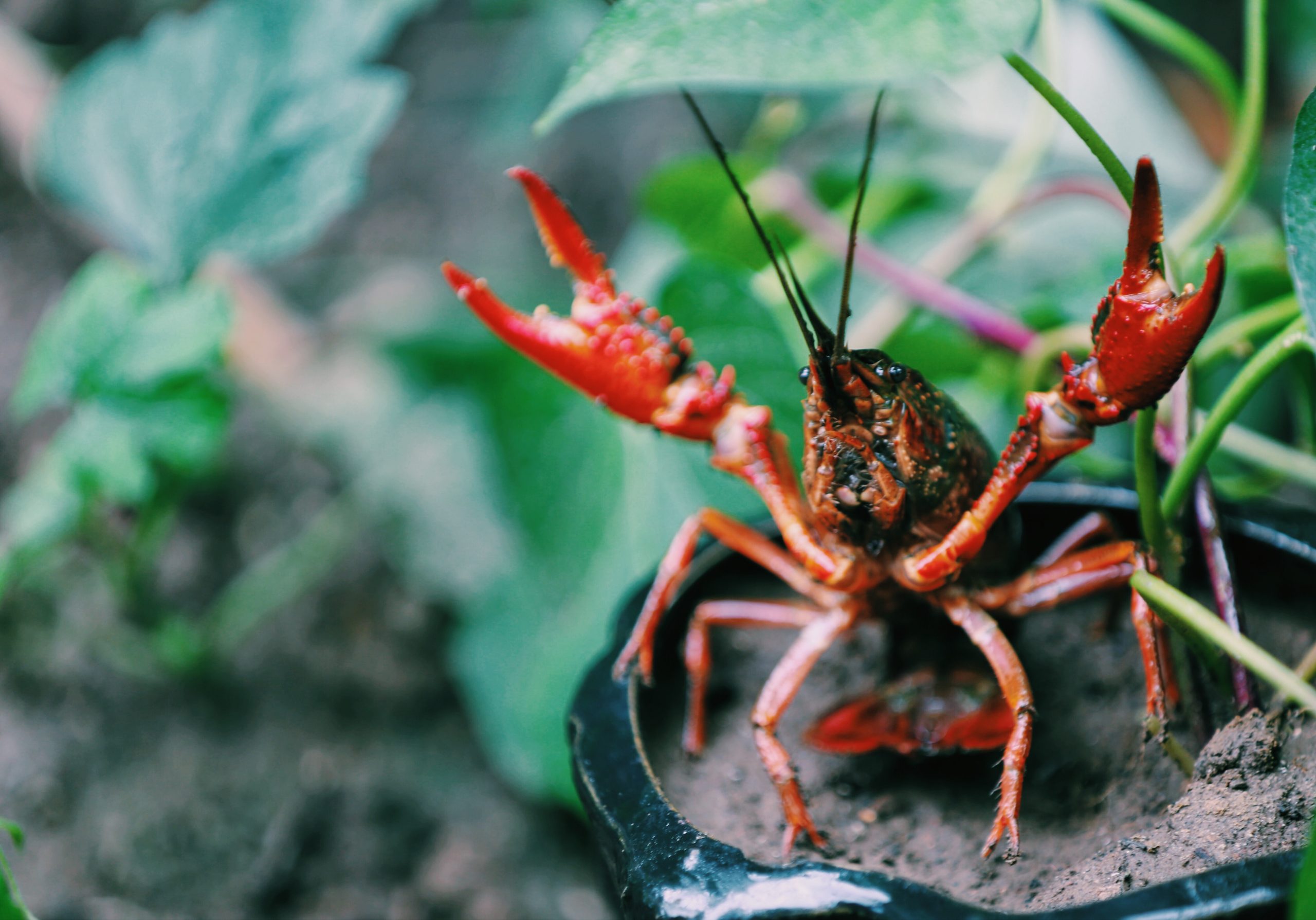 Marbled Crayfish Cloning Themselves for World Domination - Oddee