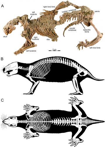 The ‘Crazy Beast’ that Lived with Dinosaurs and Defies all Science - Oddee