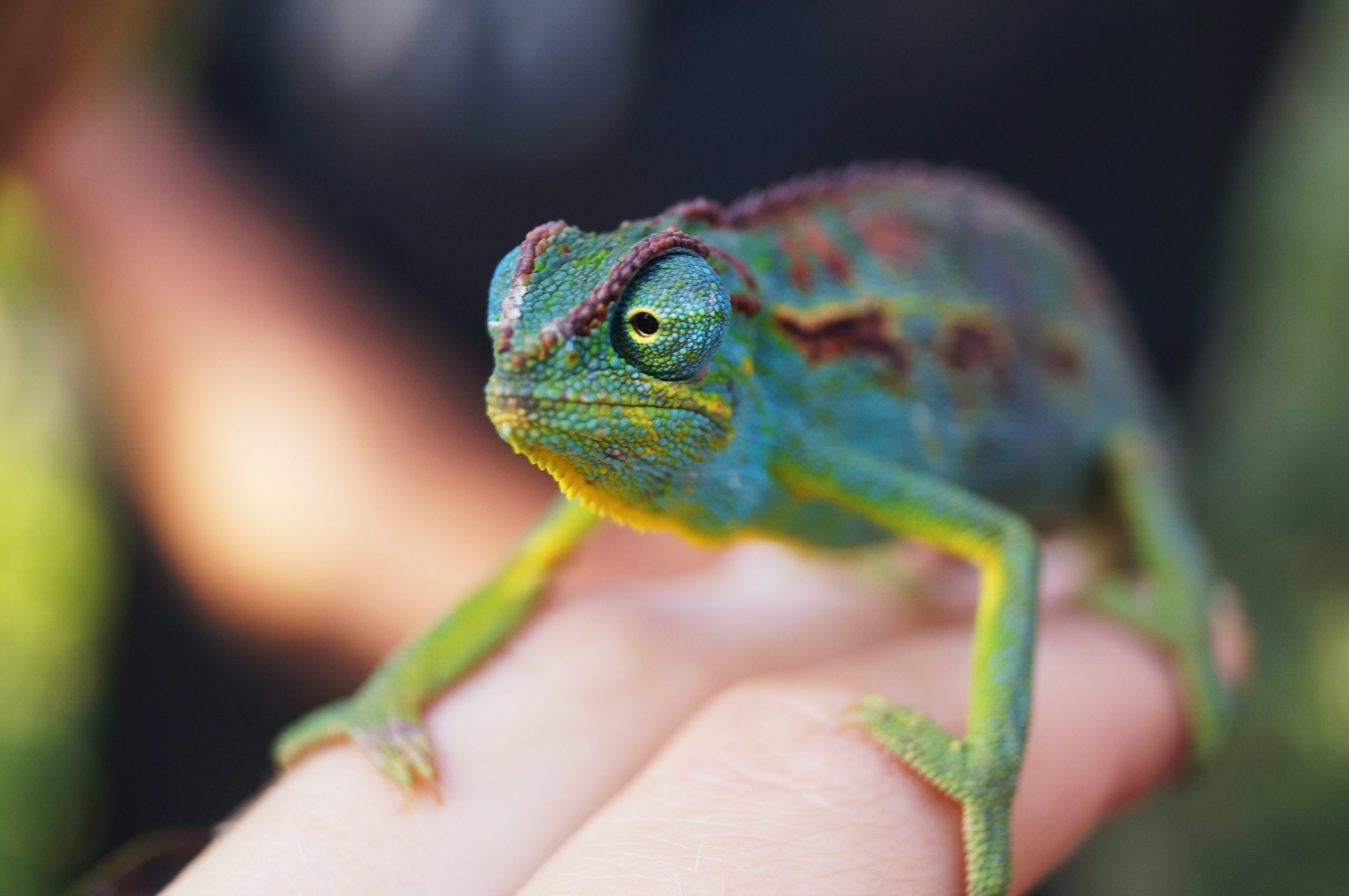 74 Chameleons Discovered in Suitcase in Vienna Airport - Oddee