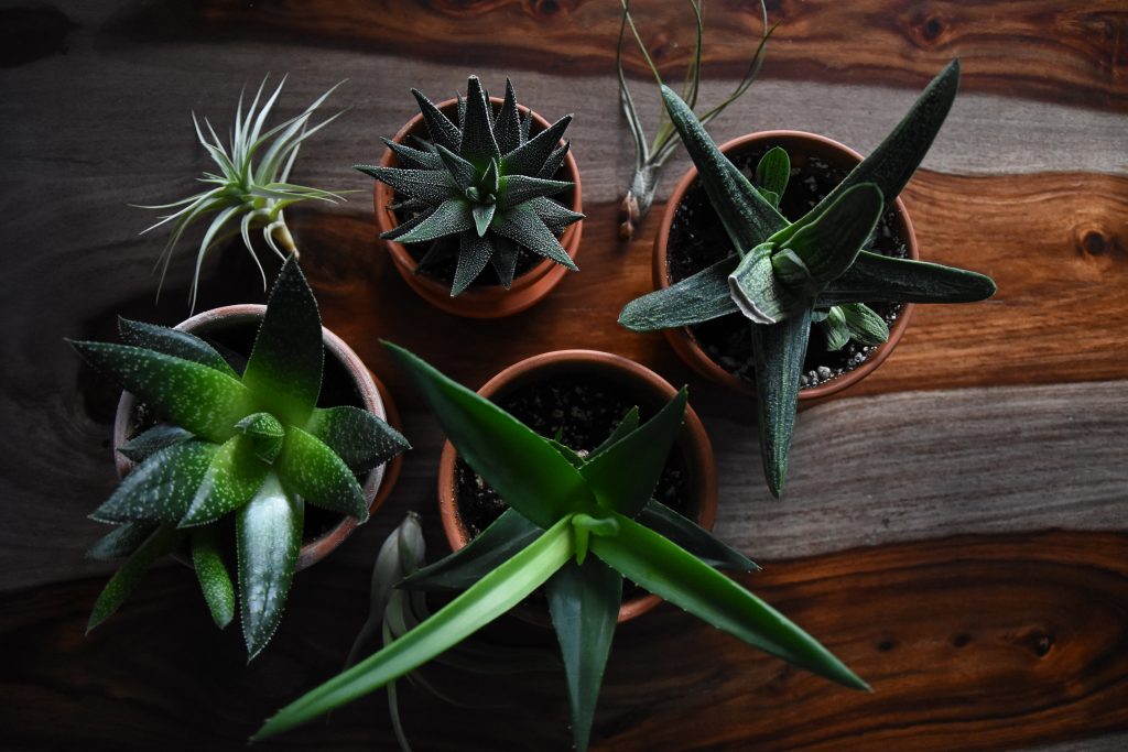 10-hardest-to-kill-houseplants-oddee