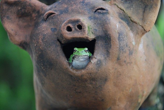 10 of the Weirdest Frogs and Toads on the Planet - Oddee