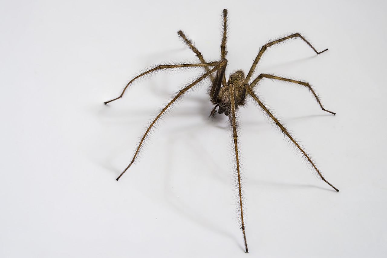 Britain Prepares For Annual Invasion Of Palm Sized Sex Starved Spiders Oddee