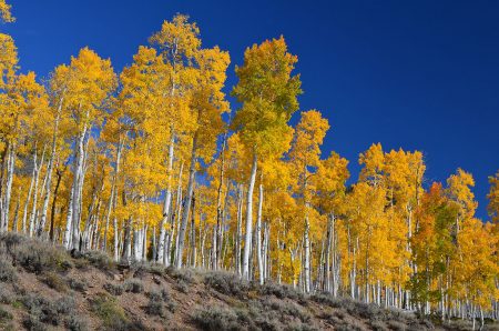 The Largest Living Organisms on the Planet - Oddee