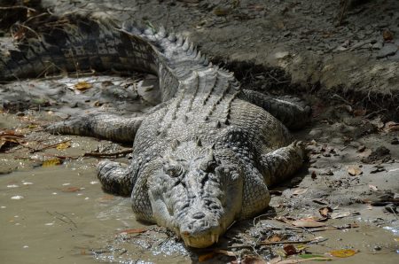 8 of the Most Hardcore Animals in the World - Oddee