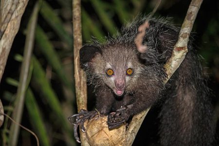 7 Creepiest Animals on Land - Oddee