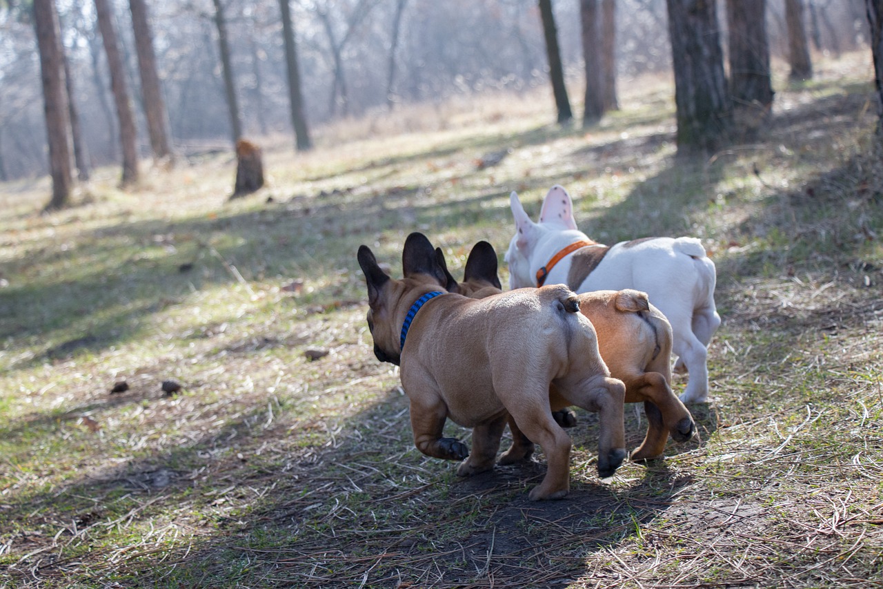 Dog Farting Awareness Day — What You Need to Know About Your Pet’s