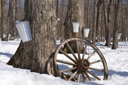 Canada S Maple Syrup Heist Perpetrator To Pay Millions In Damages Oddee   Maple Syrup 1169896 1280 450x298 