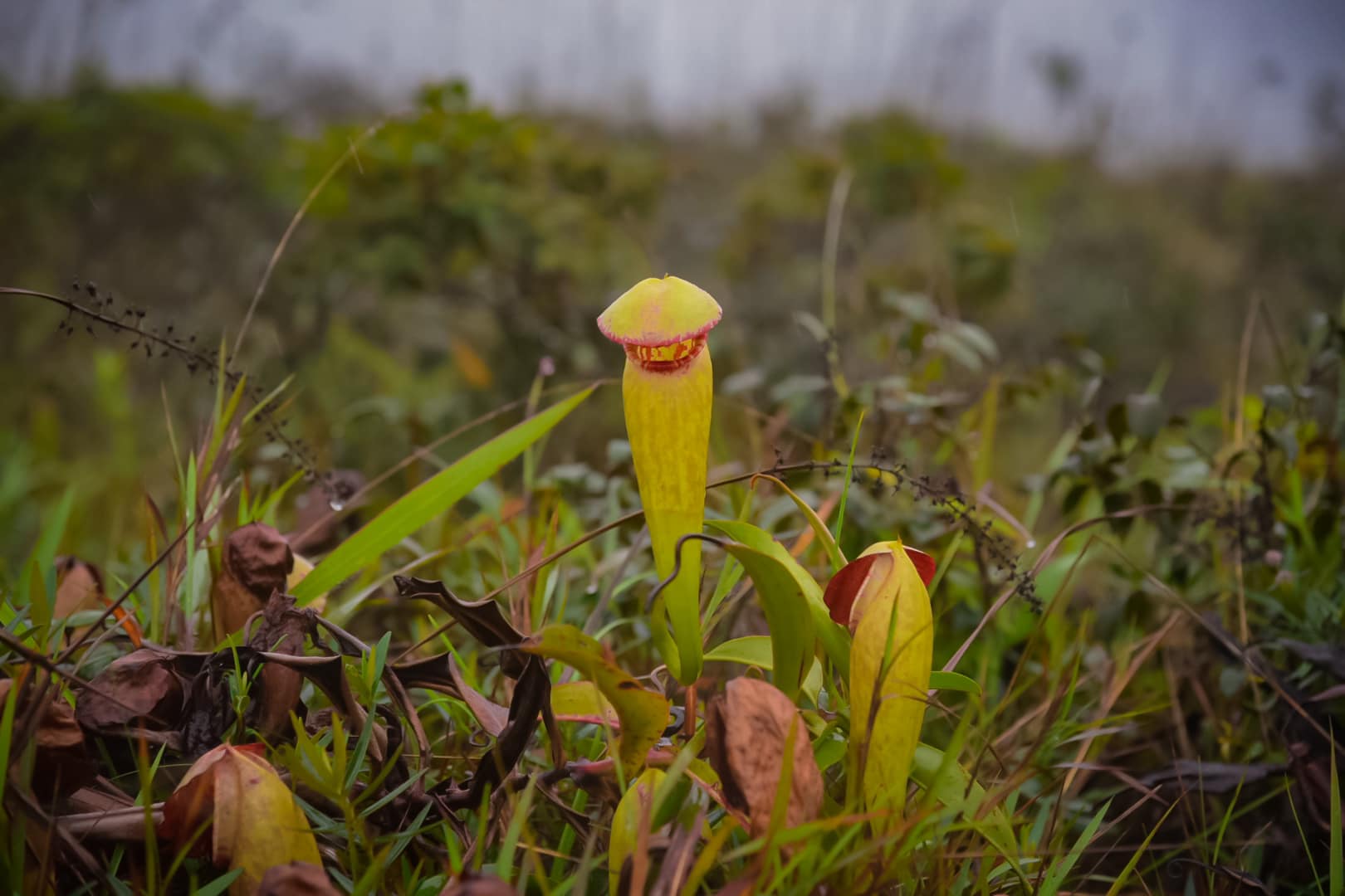 Cambodian Government Stop Picking Our Carnivorous Penis Plants Oddee