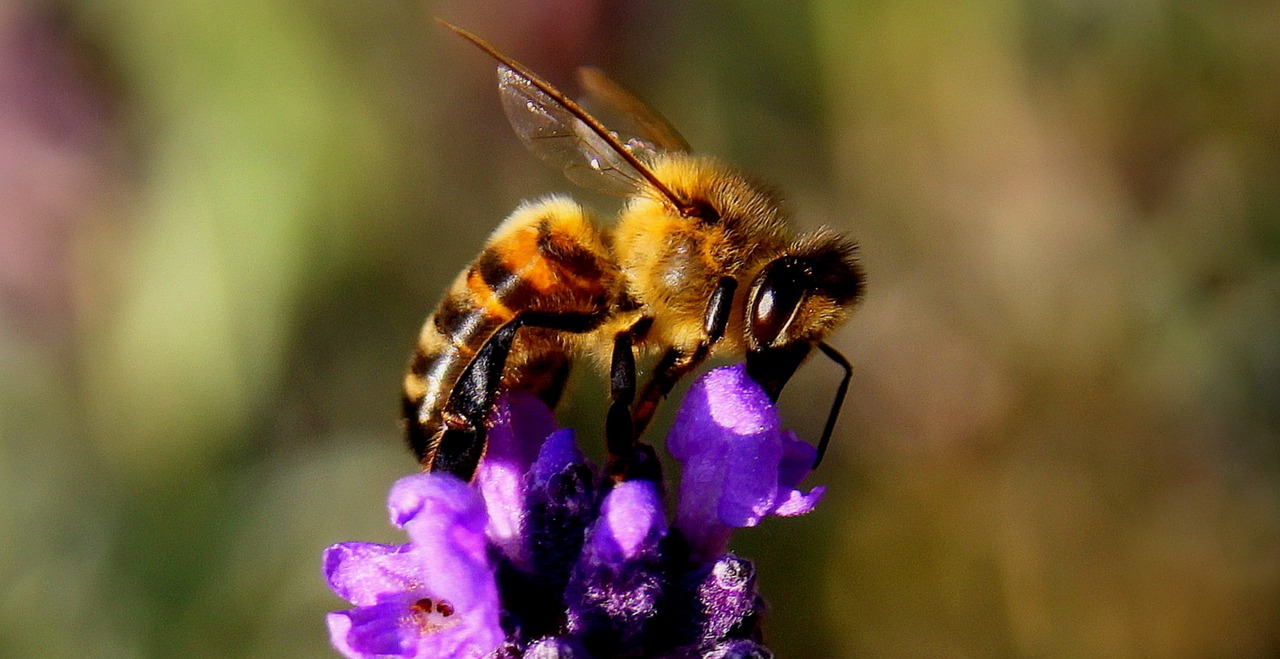 royal-beekeeper-informs-buckingham-palace-bees-of-the-queen-s-death-oddee