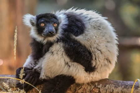 8 Weird Facts About Lemurs For World Lemur Day - Oddee