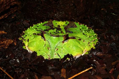 10 of the Weirdest Frogs and Toads on the Planet - Oddee