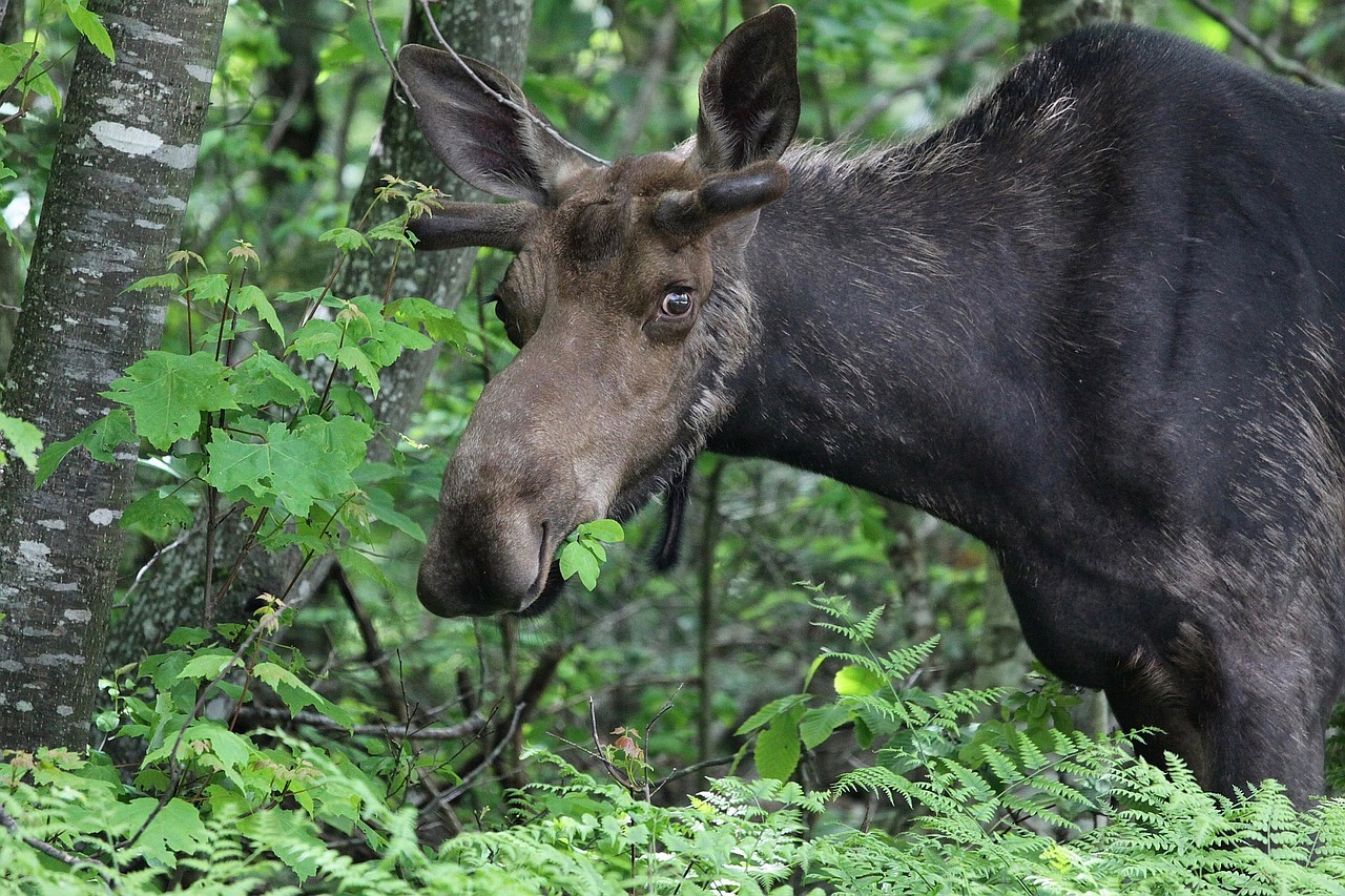 Canadian Authorities Dont Let Moose Lick Your Car Oddee