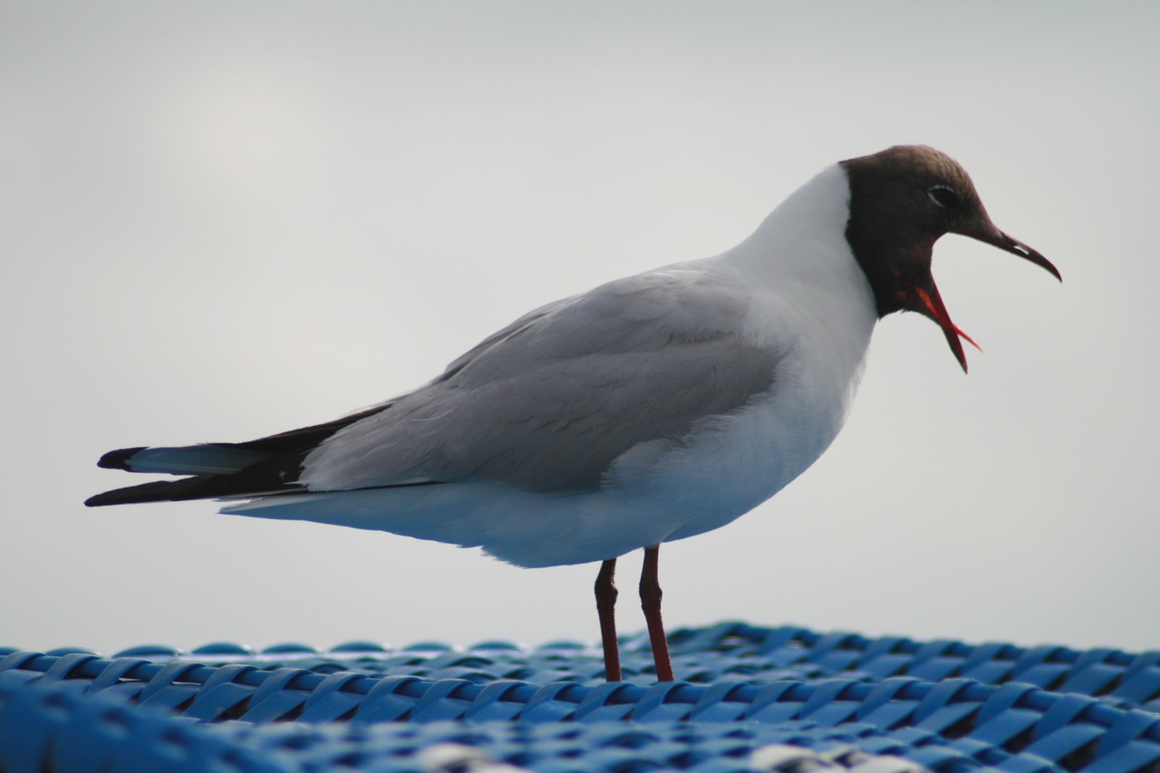 12 of the World’s Loudest Animals - Oddee