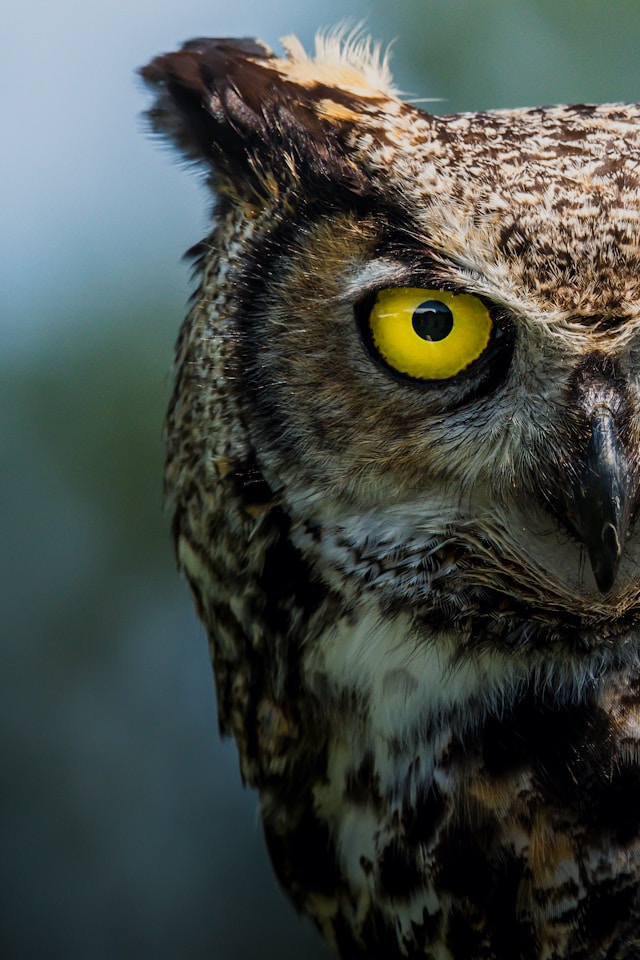 Get Fascinated With All These Owl Fun Facts: Part One - Oddee