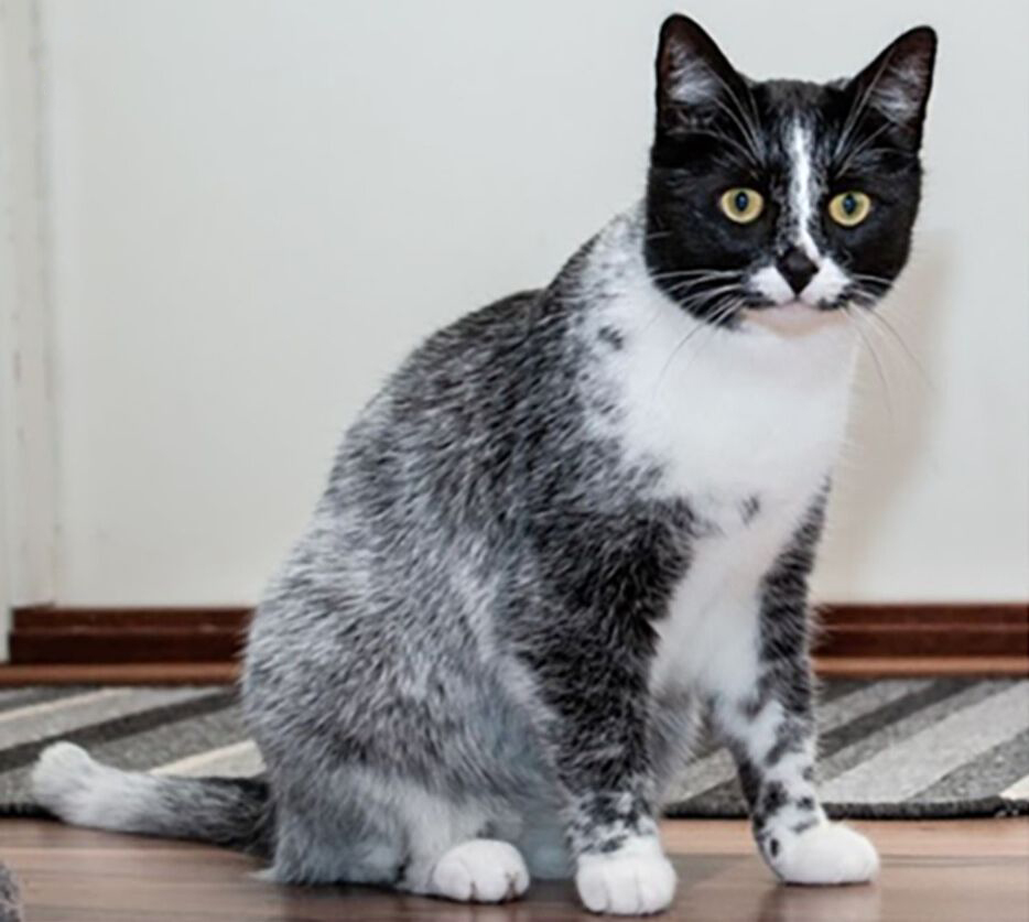 New Cat Color Just Dropped Thanks to a Genetic Mutation - Oddee