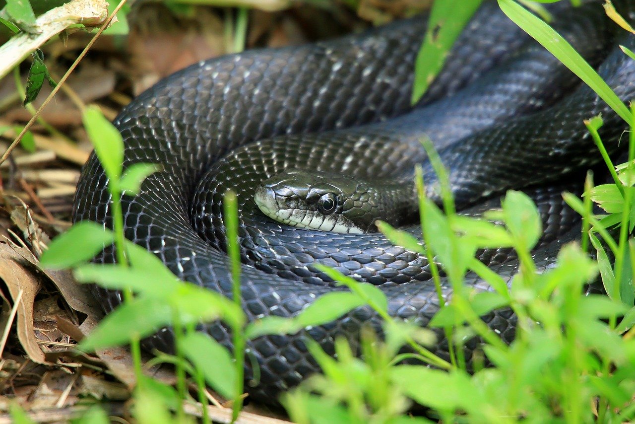 Snakeception: Four-Foot Snake Throws Up Two Smaller Snakes - Oddee