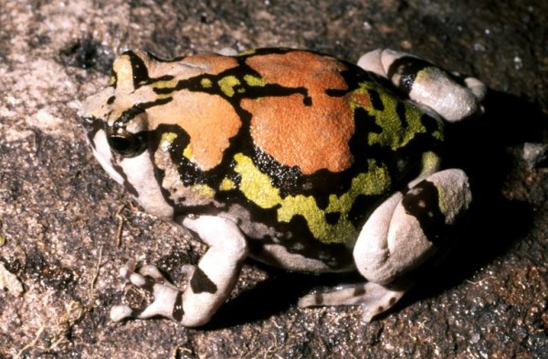 10 of the Weirdest Frogs and Toads on the Planet - Oddee