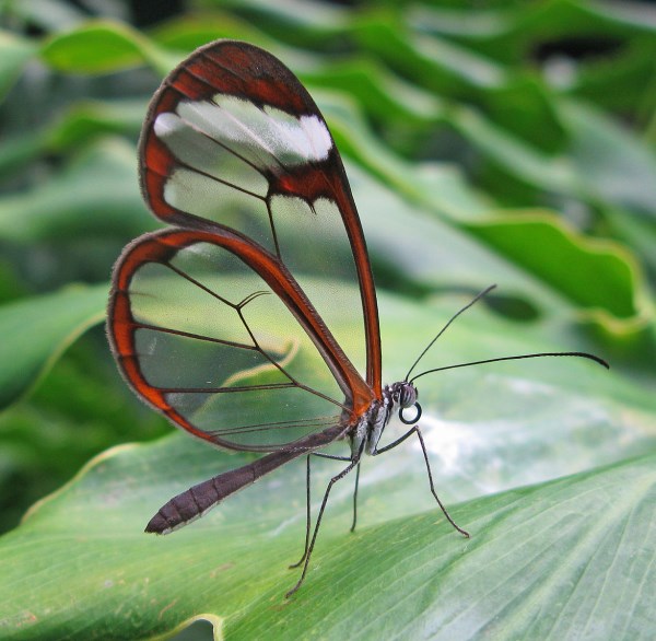 most beautiful butterfly wings