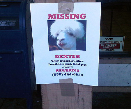 12 Funniest Lost & Found Pet Signs - lost signs, pet signs - Oddee