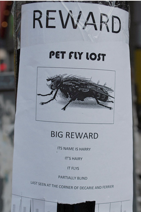 12 Funniest Lost & Found Pet Signs - lost signs, pet signs - Oddee