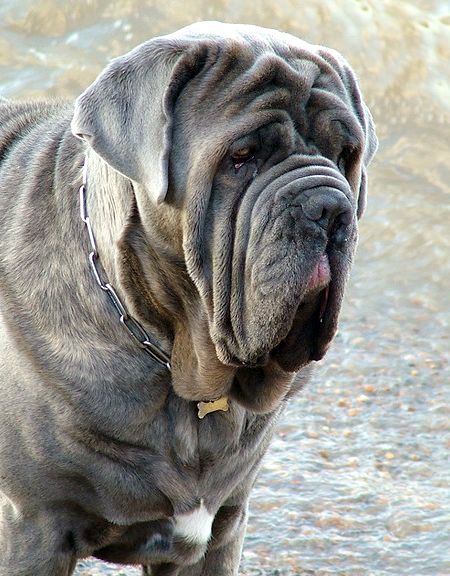 What Is The Weirdest Dog Breed