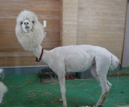 12 Extreme Animal Hairstyles - animal hairstyles - Oddee