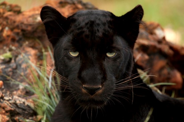 10 Most Amazing Melanistic Animals - Oddee