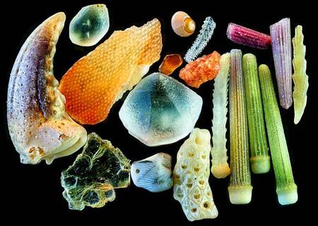 10 Amazing Microscopic Images - microscope images, microscopic - Oddee