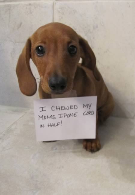 15 Absolutely Hilarious Dogshaming Signs - dog shaming, dogshaming - Oddee