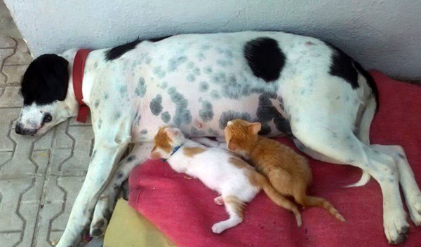 dog nursing stuffed animal