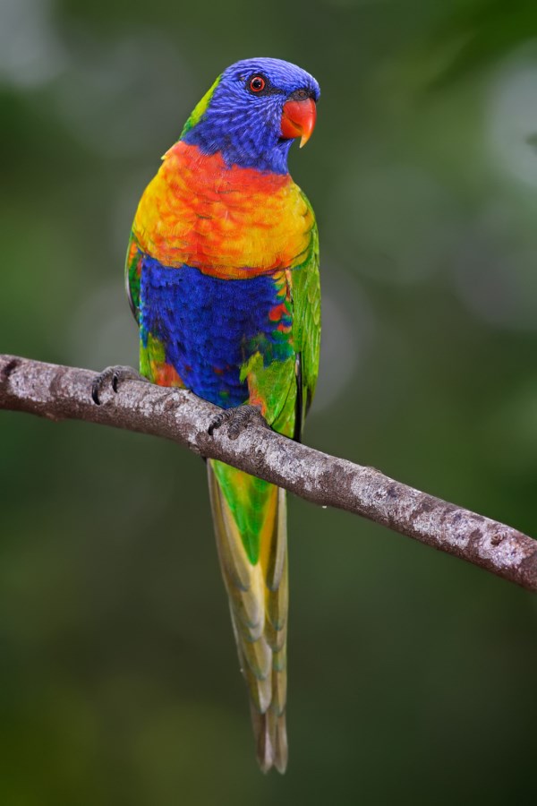 12 Most Amazing Exotic Birds - exotic 