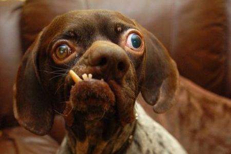 10 of the World's Ugliest Dogs - ugly dog, ugliest dogs - Oddee