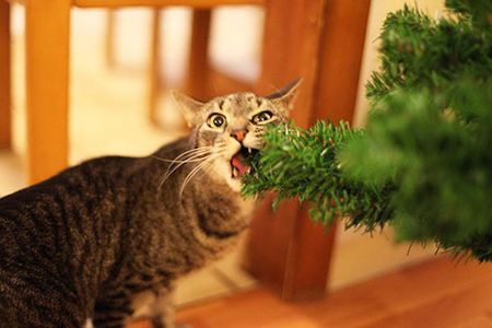 10 Animals That Wrecked Christmas - Oddee