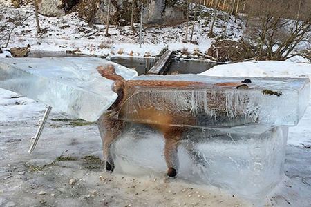 freezing stuffed animals